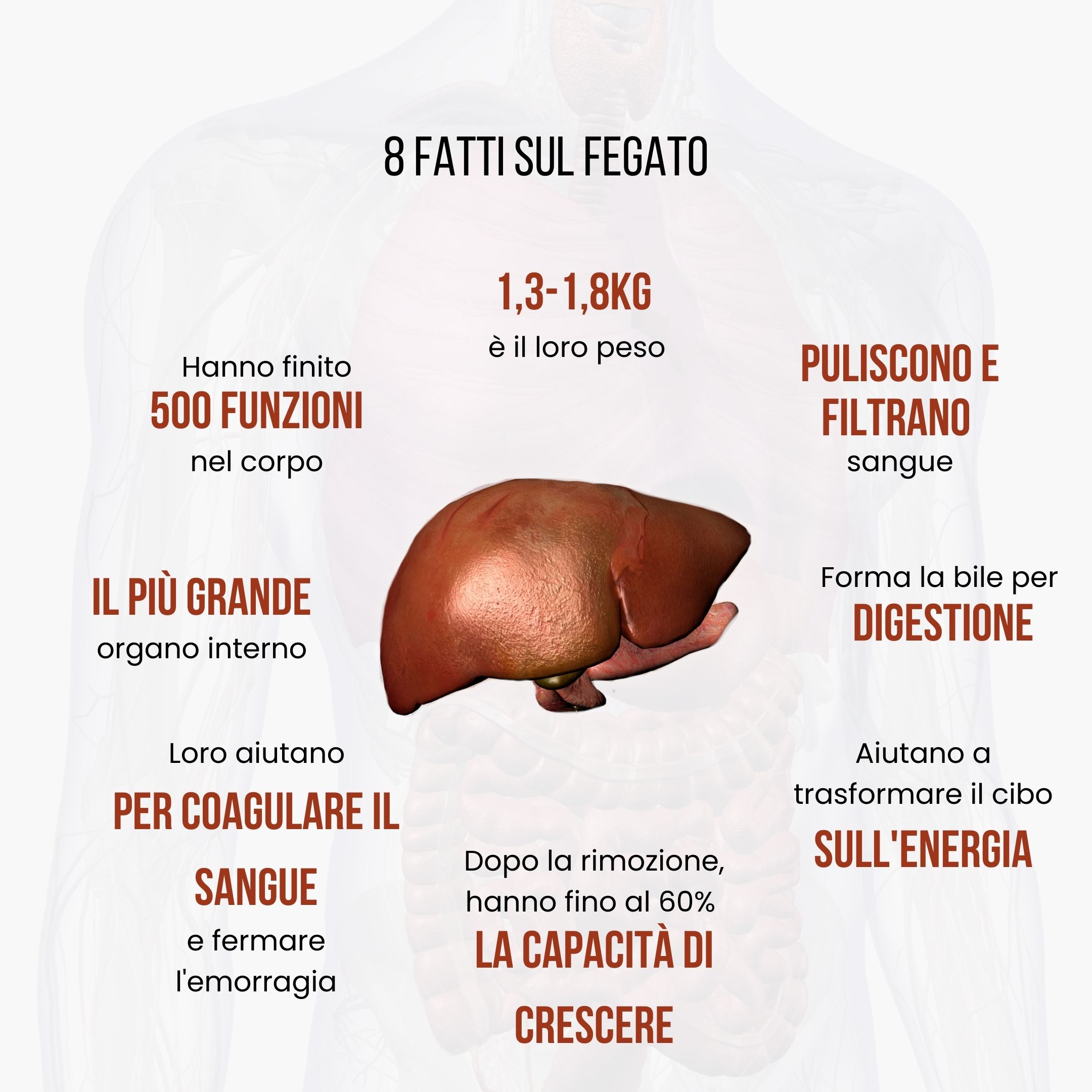 (Italština) 8 faktů o játerech